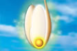 tomato_01                             